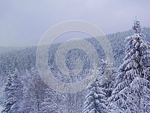 Winter forest nature landscape with snow covered large fir-trees. Winter background. Panorama