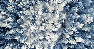 Winter Forest Nature Snow Covered Winter Trees. Flying above forest.