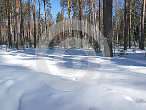 Winter forest near the village of Spas-Kupalishche.