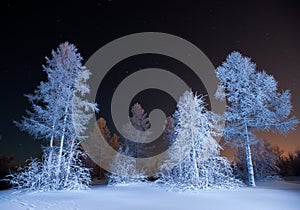 Winter forest at night