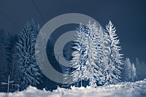 Winter forest at night. Christmas trees in the snow. Christmas background