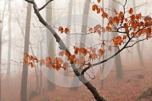 Winter forest, no snow, foggy background, leftover leaves on branches and ground, orange and yellow tint