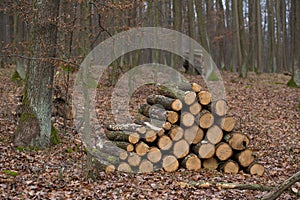 Winter forest, no snow, yellow and brow leaves, wood piles trees, sawn wood, stacked tree trunks, lumber