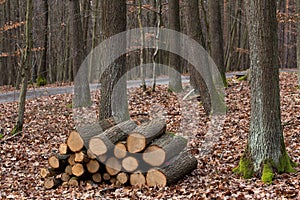 Winter forest, no snow, yellow and brow leaves, wood piles trees, sawn wood, stacked tree trunks, lumber