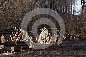 Winter forest, no snow, yellow and brow leaves, wood piles trees, sawn wood, stacked tree trunks, lumber