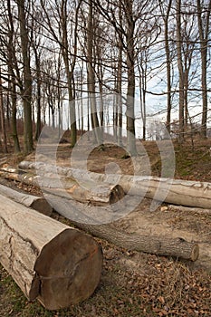 Winter forest, no snow, yellow and brow leaves, wood piles trees, sawn wood, stacked tree trunks, lumber