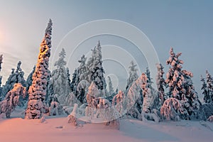 Bosque en del Norte finlandia 