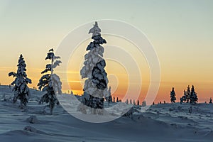 Bosque en del Norte finlandia 
