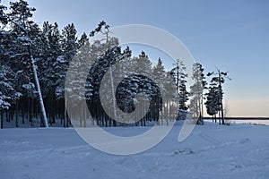 Winter forest.  Noyabrsk
