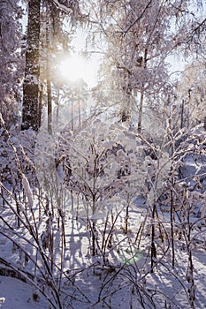 winter forest one day. A forest in the snow on a sunny winter day.