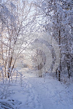 winter forest one day. A forest in the snow on a sunny winter day.