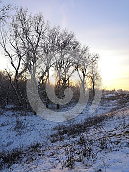 Winter forest over the Tisza River