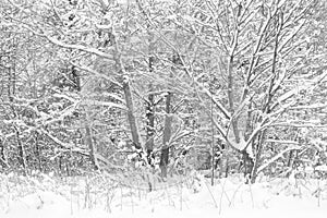 Winter forest overed trees black white