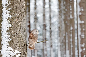 Winter forest with owl. Tawny Owl snow covered in snowfall during winter, snowy forest in background, nature habitat. Wildlife sce
