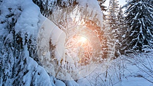 Winter forest panorama. Snowy white Christmas tree in sunshine. Frost nature scene with beautiful morning sun, blue sky. Colorful