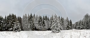 Winter forest panorama, spruce trees covered with snow. Welcome to Estonia