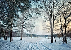 Winter forest park in snow at evening