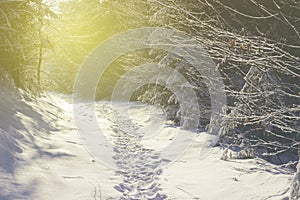 Winter forest path