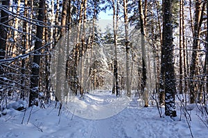 Winter forest. The path passes through the forest covered with snow. Russia