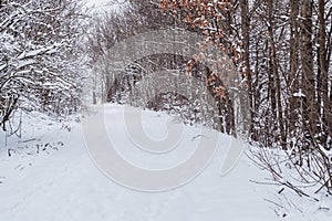 Wald die Straße der schnee. weiß 