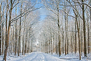 Winter forest with path through trees covered with snow