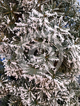 Winter forest. Photo of a green Christmas tree under the snow. Frost. Freezing.