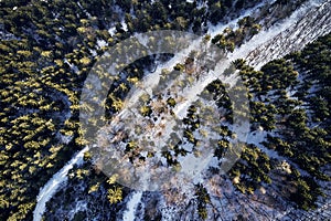 Winter forest Pine and spruce with a road path in the snow. Seperating the trees. Sunset Light shines the tree tops on