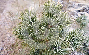 Winter in the forest, pine tree, landscape