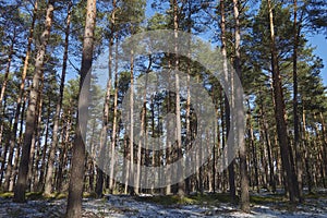 Winter in the forest, pine tree, landscape