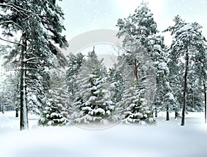 winter forest pine trees covered by snow Christmas background.