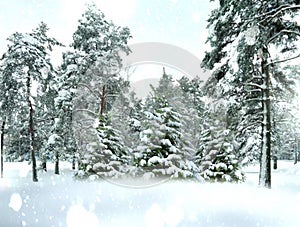 Winter forest pine trees covered by snow Christmas background.