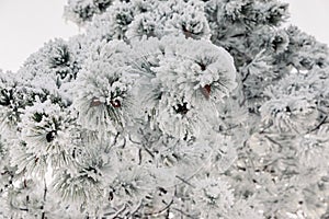 Winter forest with pine trees. Frozen branches with snow in December