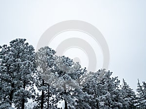 Winter forest with pine trees with hoar frost