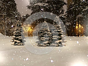 Winter forest pine trees under snow falling snowflakes in evening city park panorama landscape