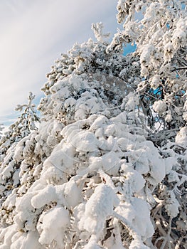 Winter forest with pine trees under snow. Frozen landscape with snow. New Year