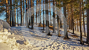 Winter forest in the rays of the spring sun