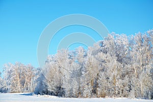 Winter forest in rime