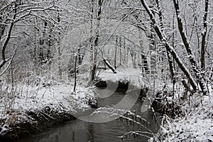 Winter forest river 1