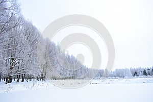 Winter forest on the river Bank. Everything is covered with shiny snow. Frozen pond pond field. Cloudy