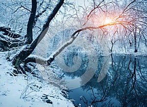 Winter forest on the river at sunset. Colorful landscape with snowy trees