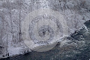 Winter forest by the river. Very beautiful natural background.