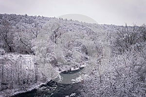 Winter forest by the river. Very beautiful natural background.