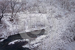 Winter forest by the river. Very beautiful natural background.