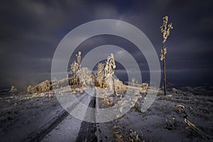 Winter forest road in the mountains