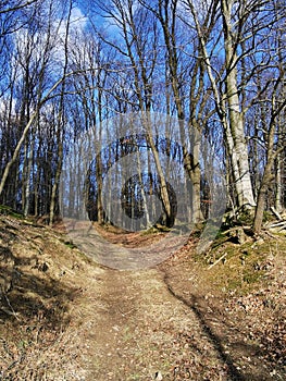 Winter forest road on a sunny day. photo