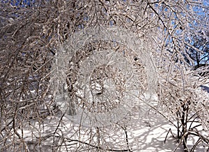 Winter forest in Russia