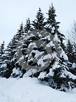 Winter forest in russia