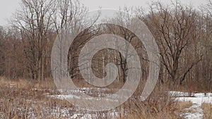 Winter forest Russia snow field