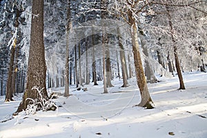 Winter forest scene with snow covered trees, nature winter scene