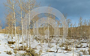 Winter Forest Scene in Wyoming